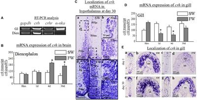 Differential Expression of Hypothalamic and Gill-crh System With Osmotic Stress in the Euryhaline Black Porgy, Acanthopagrus schlegelii